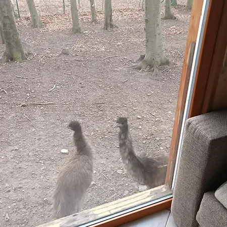 Darazshegyi Fahaz Glutenmentes Ellatassal *